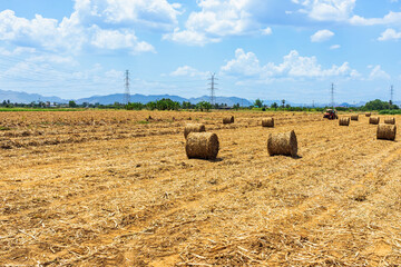 View of dried sugarcane leaves rolled into circular motion after harvesting sugar cane. Farmers...