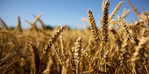 Fototapeta premium Golden wheat field under a bright blue sky, a symbol of harvest season.