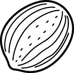 Whole nutmeg line art vector illustration
