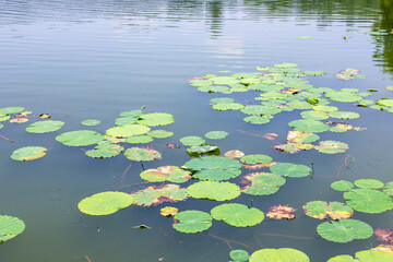 The green lotus leaves on the surface of the lotus pond in the park