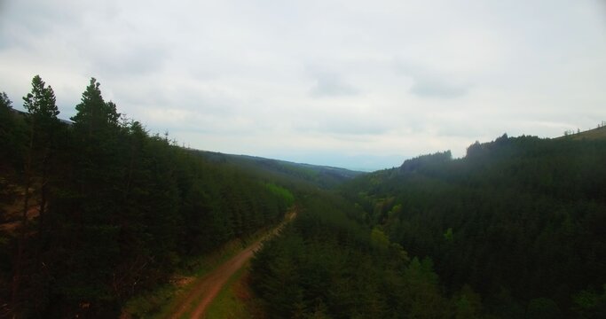 Fototapeta Dirt road amidst trees at forest