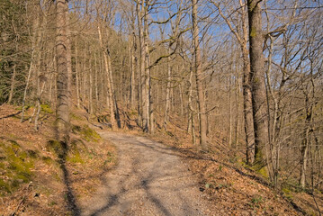 Hiking trail in the woods on a sunny day near Eupen, Belgium 