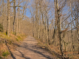 Obraz premium Hiking trail in the woods on a sunny day near Eupen, Belgium 