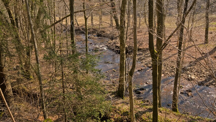 stream through a sunny forest with bare trees in the hills of high fens near Eupen,Liege, Belgium 