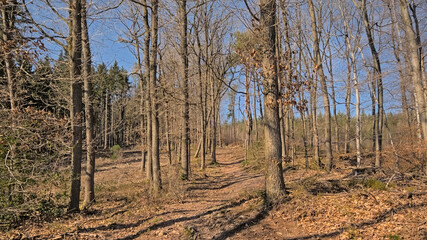 Fototapeta premium Hiking trail in the woods on a sunny day near Eupen, Belgium 