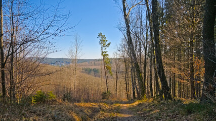 Fototapeta premium Hiking trail in the woods on a sunny day near Eupen, Belgium 
