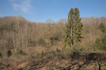 Sunny mixed forest wilderness in Eupen, east Belgium.