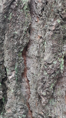 A close up view of tree bark with deep crevices and patches of green moss on a textured surface