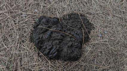 A close up of a pile of cow dung on dry pine tree leaves outdoor in daylight