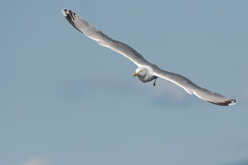 Portrait Of A Flying Seagull (Larinae)