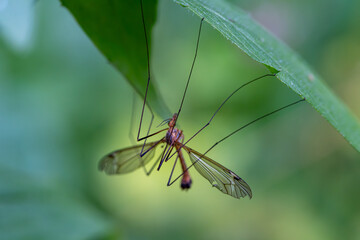 Macro of Long-Legged Insect on Leaf – Crane Fly in Summer Forest with Soft Bokeh