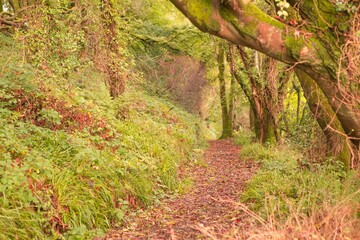 Peaceful autumn scene in forest