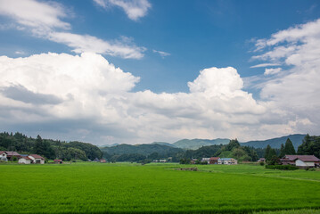 Obraz premium 里山の田んぼ