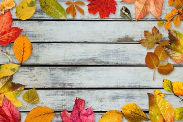 Fototapeta premium Autumn leaves fallen on wooden background