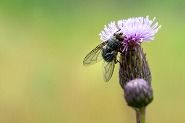 Macro Shot of Blowfly on Purple Thistle – Insect Pollinator on Wild Flower with Soft Background for Biology, Entomology, or Nature Education Design