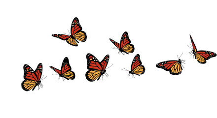 Graceful flight: A collection of monarch butterflies in a dynamic aerial display