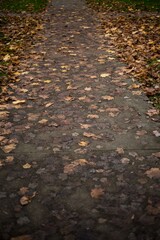 High angle view of autumn leaves on walkway