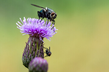 Two Flies Feeding on Blooming Thistle – Macro Photo of Insect Behavior on Wild Flower for Nature Study, Biology Education, and Environmental Design Projects