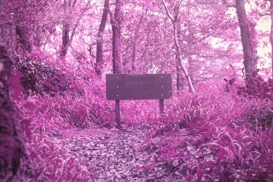 Fototapeta Wooden signboard is standing on leaf-strewn trail under tree canopy in flat design illustration