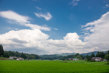 Fototapeta premium 里山の田んぼ