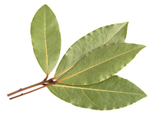 Close up of verdant bay leaves clinging to branch, highlighting deep green hues and delicate leaf texture against transparent backdrop