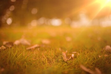 Grass blades and fallen leaves are glowing in flat design close-up lawn scene with golden bokeh
