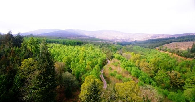 Fototapeta High angle view of trees growing at forest