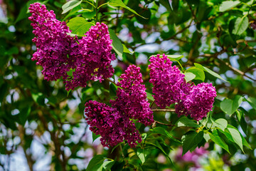 Close-up of blooming lilac flowers on a sunny spring day