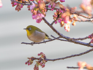 春を楽しむメジロ