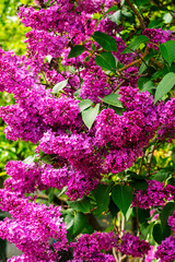 Clusters of vibrant purple lilac flowers in spring garden