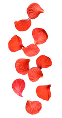Red hibiscus petals falling on white background