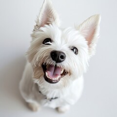 West Highland White Terrier terrier dog highland.