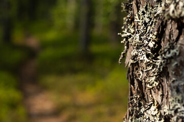 Obraz premium Tree trunk with lichen in scandinavian spring green forest. Shallow depth of field with soft bokeh and natural warm morning sunlight. Scene captured in Mora, Dalarna, Sweden.