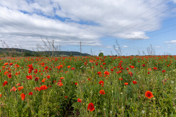 Poppy flowers in the summer field