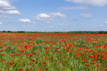Poppy flowers in the summer field