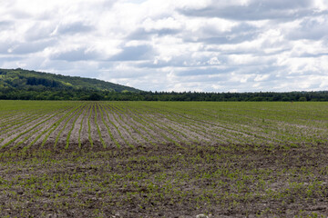 Green field in the summer day