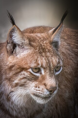 Close up of a wild European lynx head looking right