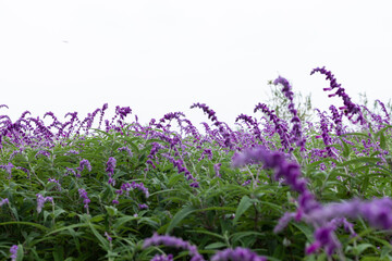 Obraz premium Purple sage plants