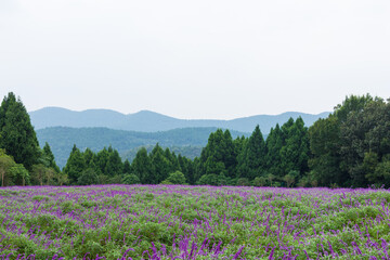 Sage plants in the flower sea of Xiangshan Scenic Area, Hexin Town, Deyang, Sichuan Province, China