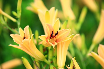 Daylily or Hemerocallis fulva flowers or Orange Daylily blooming in the garden with soft background 
