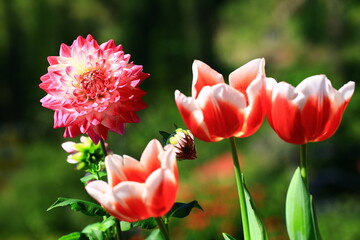 Dahlia flowers and Tulip flowers growing in the garden with green leaves
