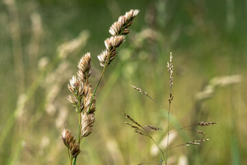 Macro Shot of Meadow Grasses in Bloom – Serene Nature Background with Warm Light and Blurred...