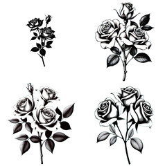 Obraz premium Rose flower illustration in black and white engraving style, vintage detailed rose bouquets and buds with leaves, classic botanical drawing on png with transparent background symbolizing love, eleganc