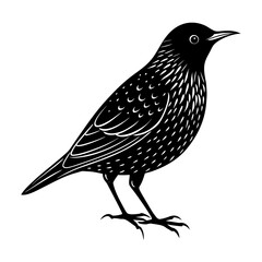 Illustration of a black starling bird standing with detailed feathering