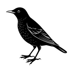 A black bird with detailed feathers standing on its two feet vector art