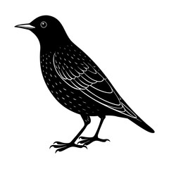 Illustration of a black starling bird with detailed feather markings