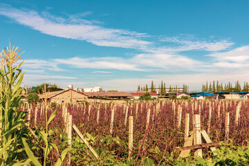 The rural town scenery of Deyang City, Sichuan Province, China