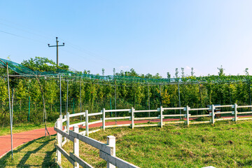 Livestock farm fence