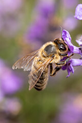 Macro Vertical Photo of Honey Bee Pollinating Lavender Flower – Close-Up of Insect on Purple Bloom for Organic Farming, Aromatherapy, Biodiversity and Nature Wellness Themes