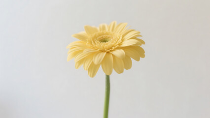 Obraz premium yellow gerber daisy